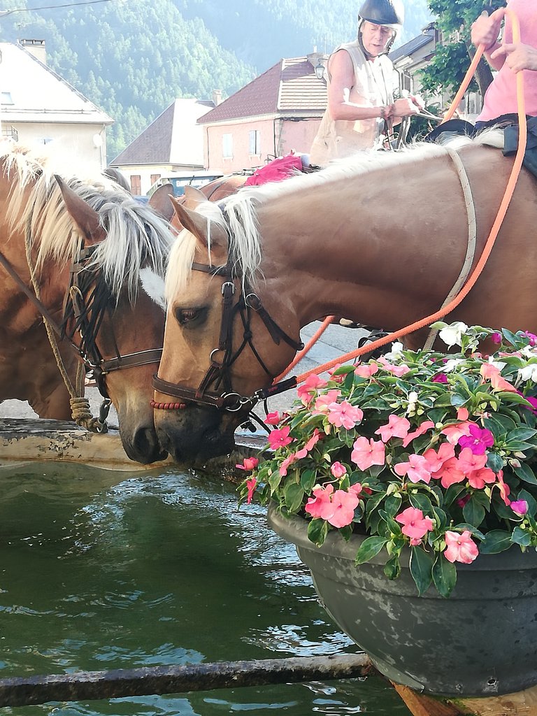 Chevaux Anne fontaine Corps.jpg
