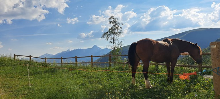 Paddock Salette - vue Obiou.jpg