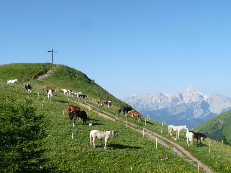 Chevaux planeau matin.JPG