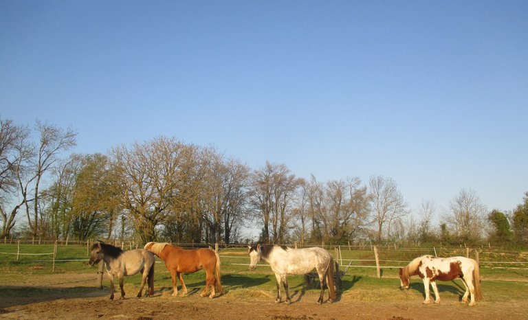 les chevaux.jpg