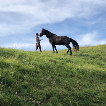 cheval-nature-jpg.jpg