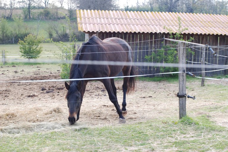 cheval paddock.jpg