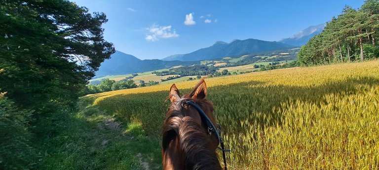 oreilles et champ de blé.jpg