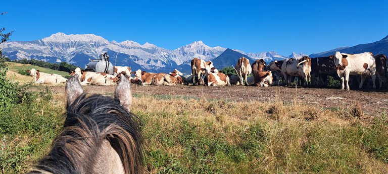 Vaches et Dévoluy.jpg