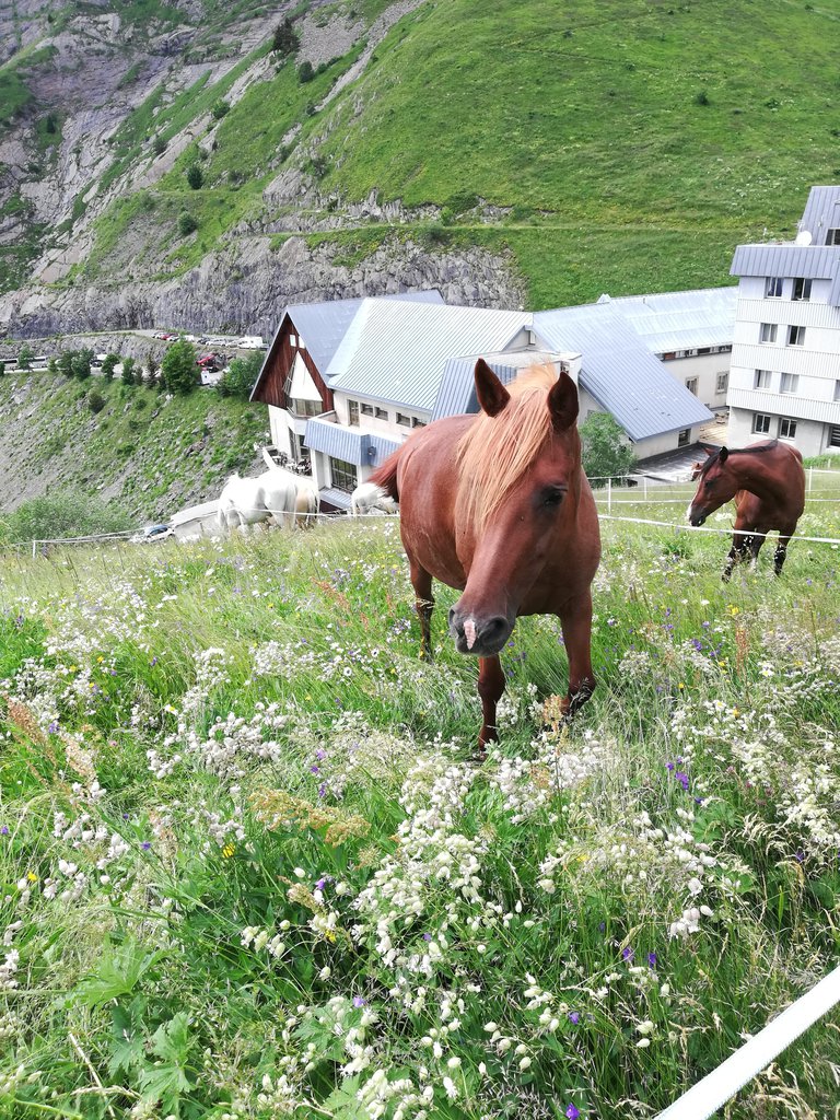 Dune paddock sanctuaire.jpg