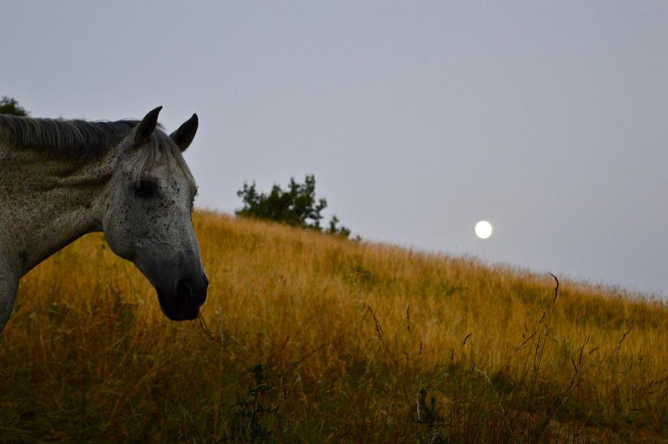 Cavalcade lune et tête de cheval.jpg