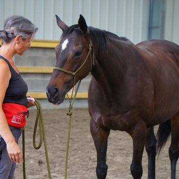 Initiation au clicker training avec le cheval