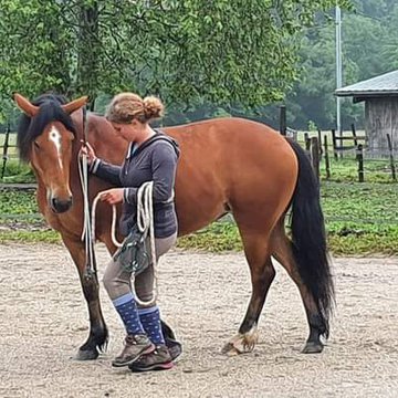 Le cheval savant - Ecuries de Villette